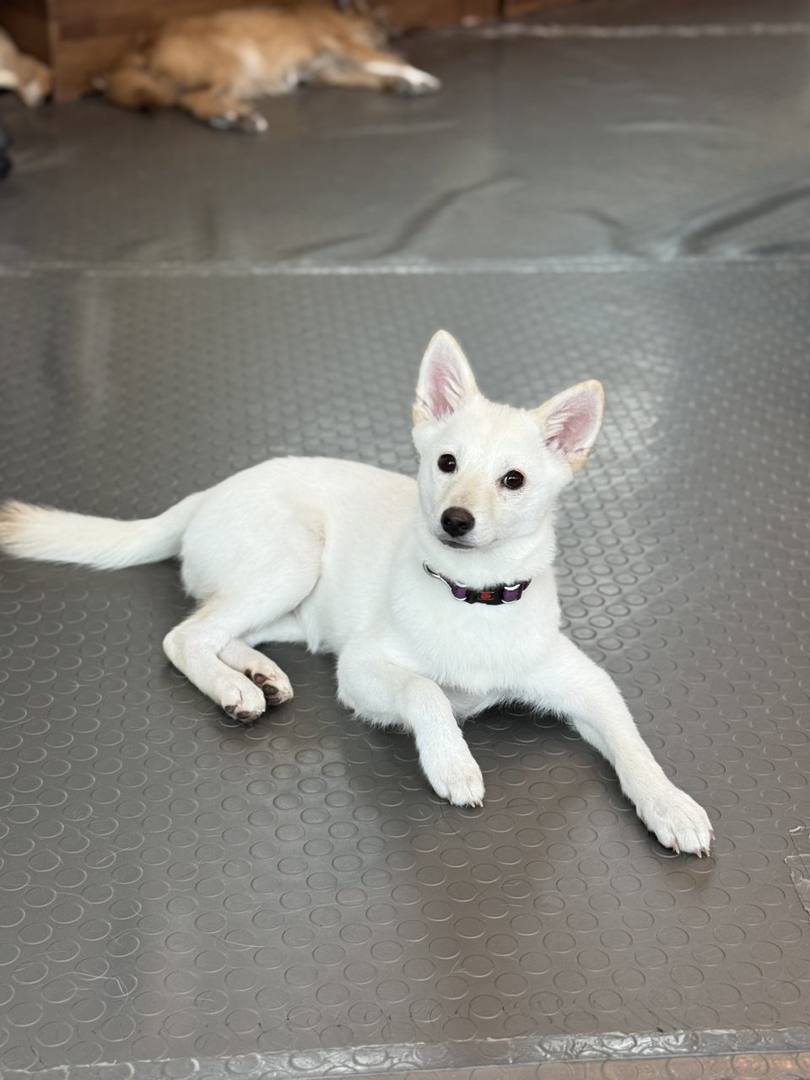 우동이