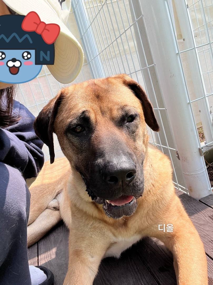디올