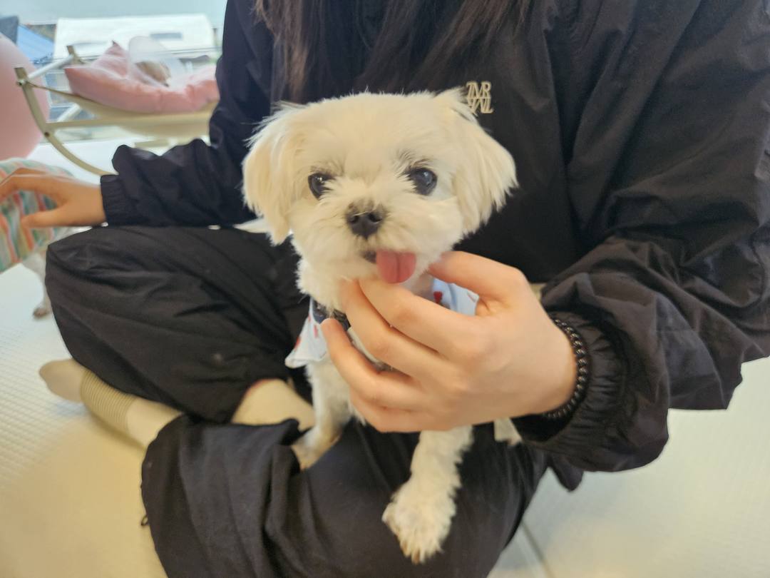 뽀뇨