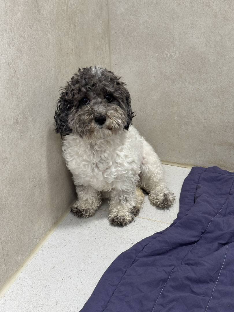강화번식장)뽀송