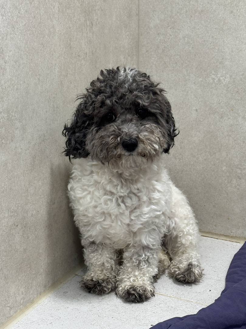 강화번식장)뽀송