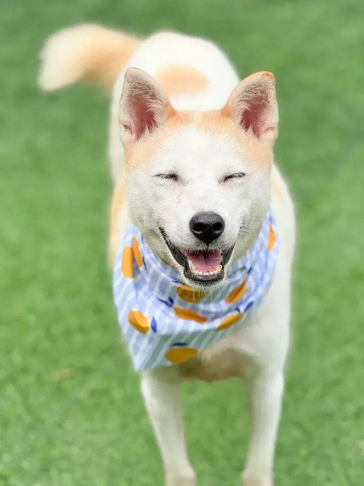 밀양) 무파사
