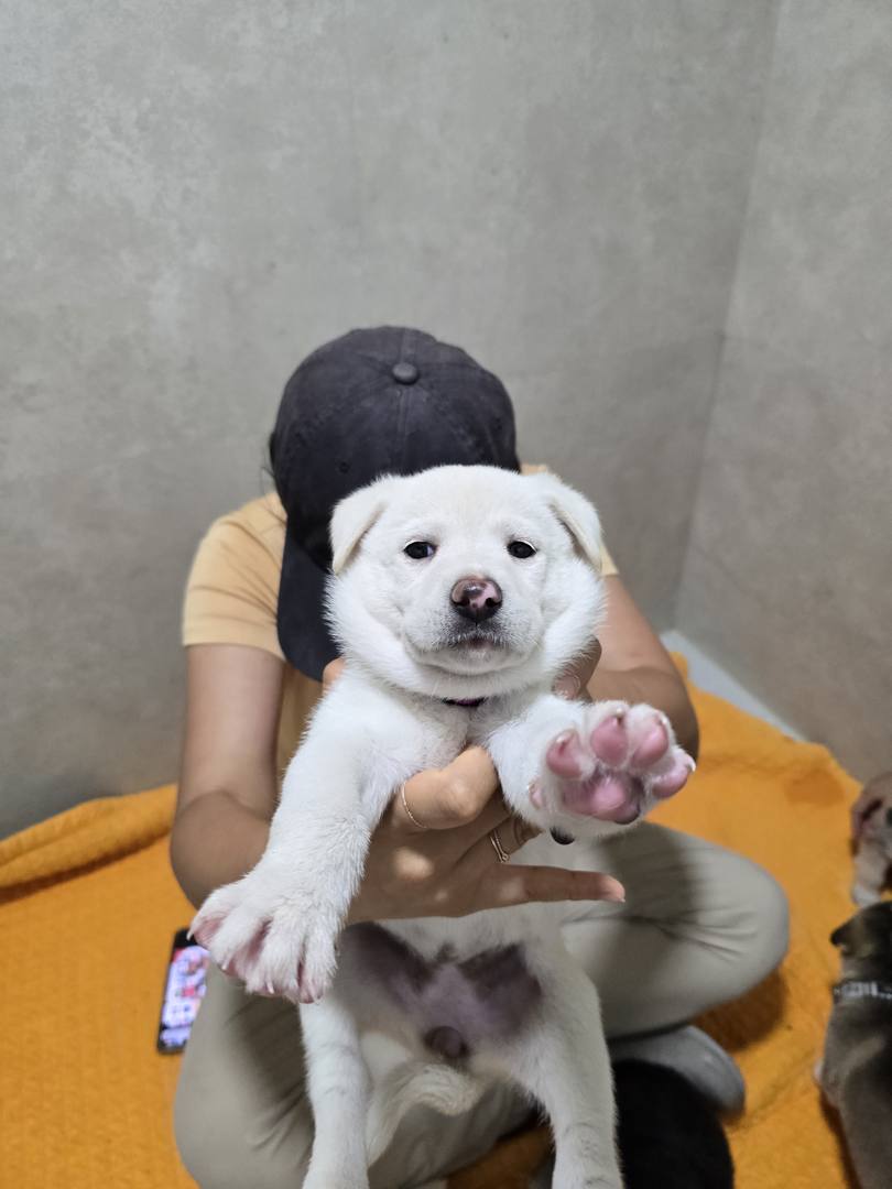 젤리(이천)