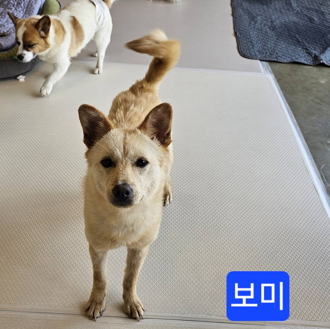 보미