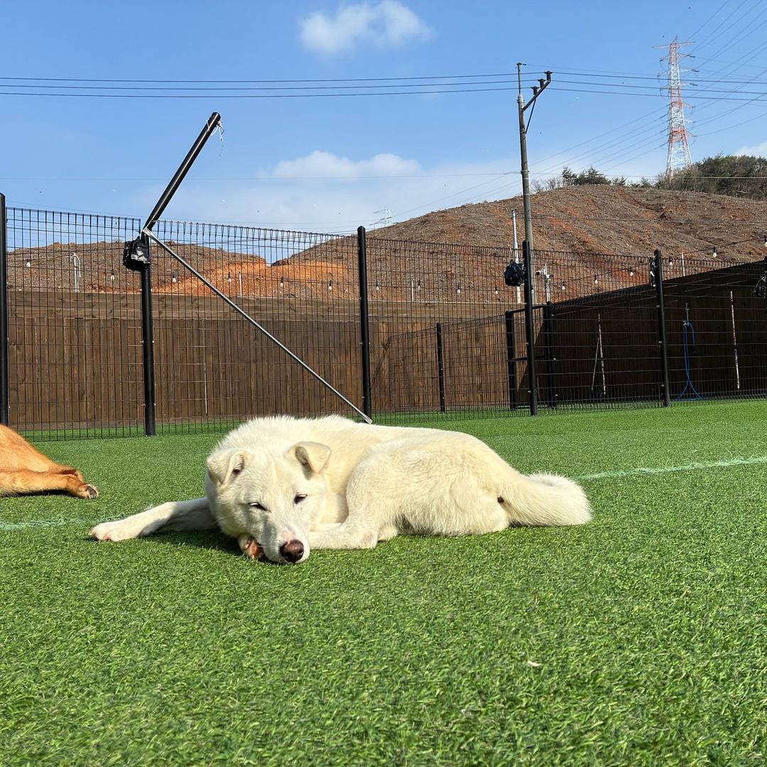 장군