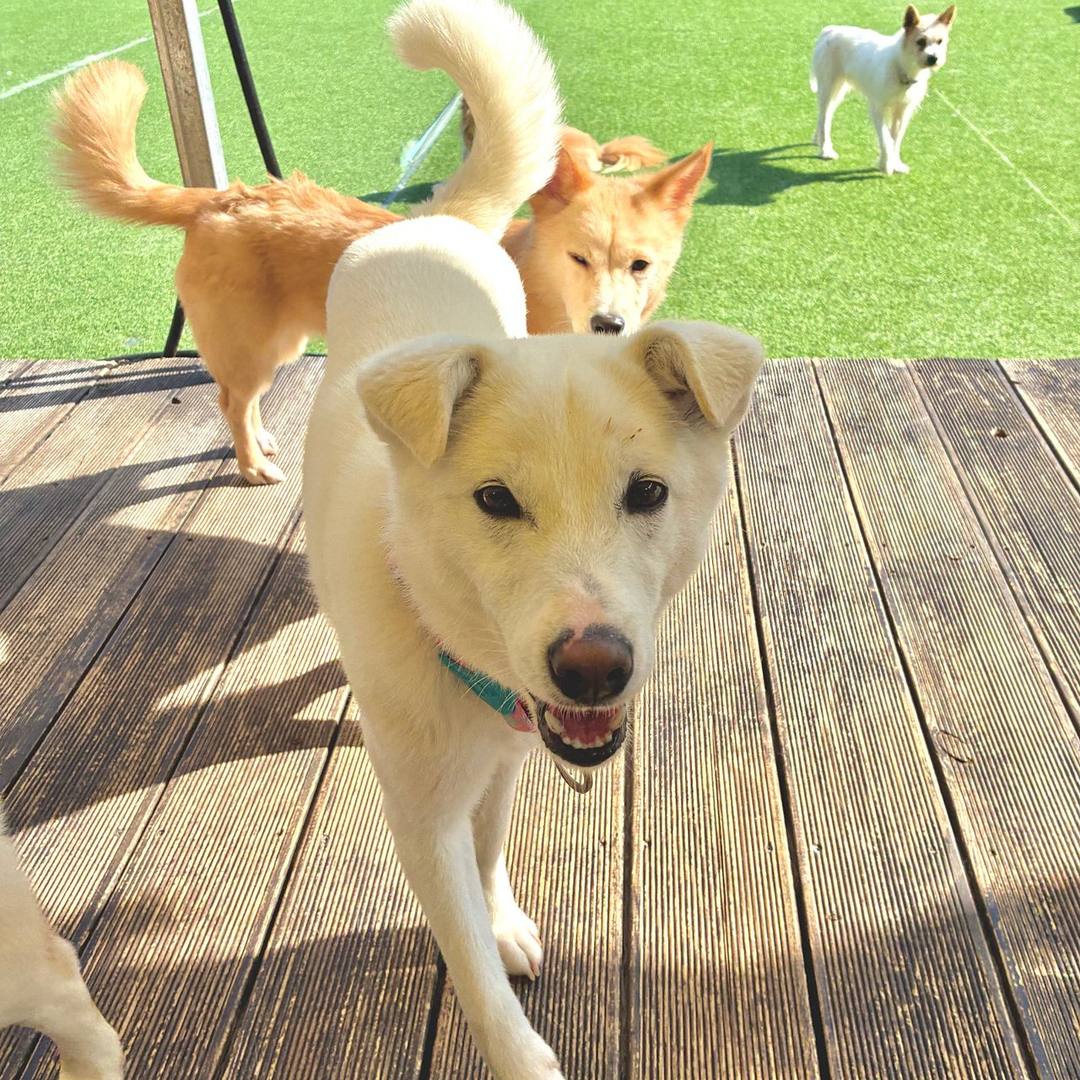 장군