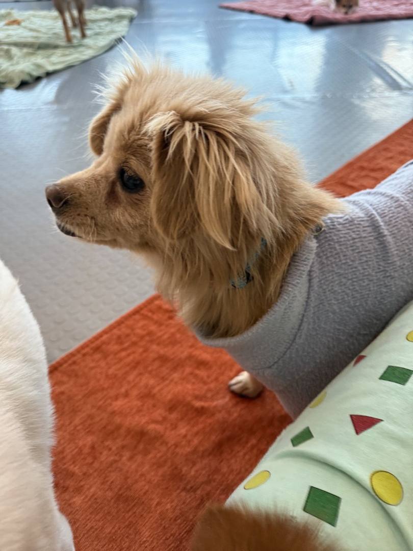 태니
