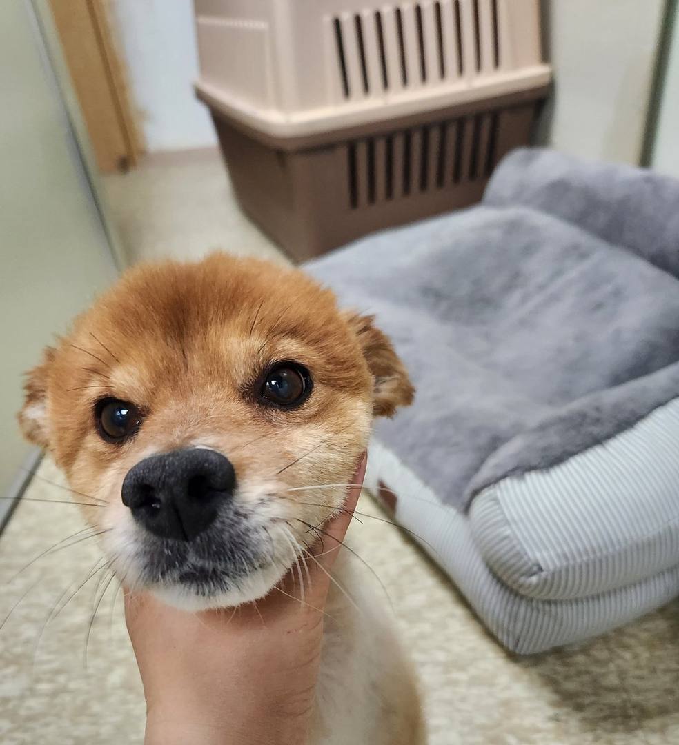 윈디