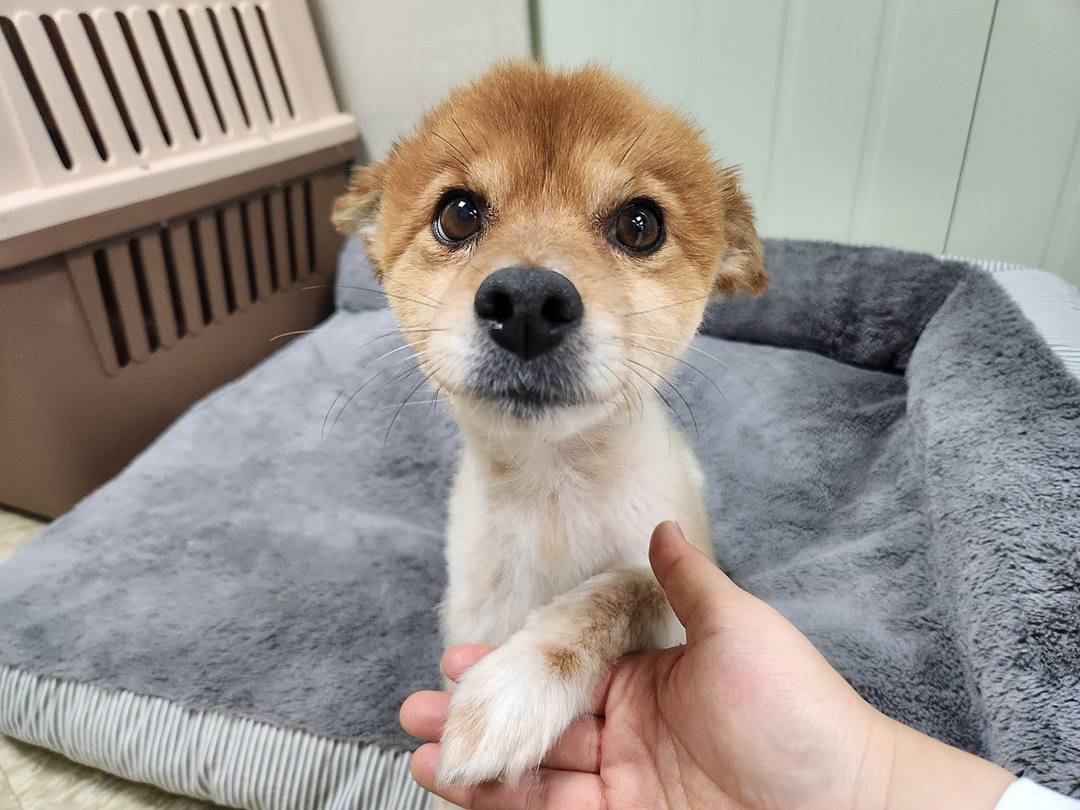 윈디