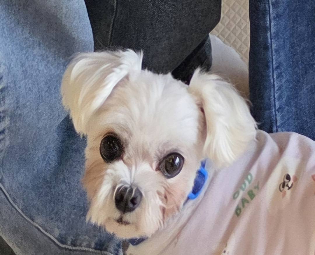 김포번식장)체리