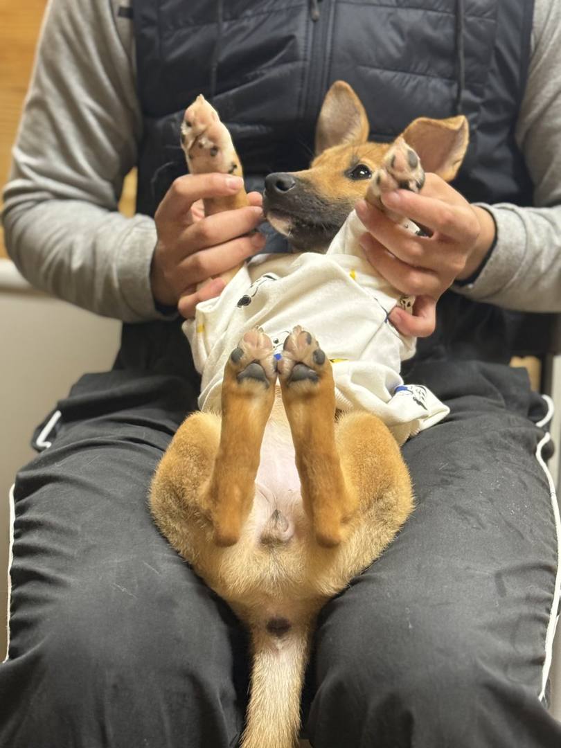 펄럭이
