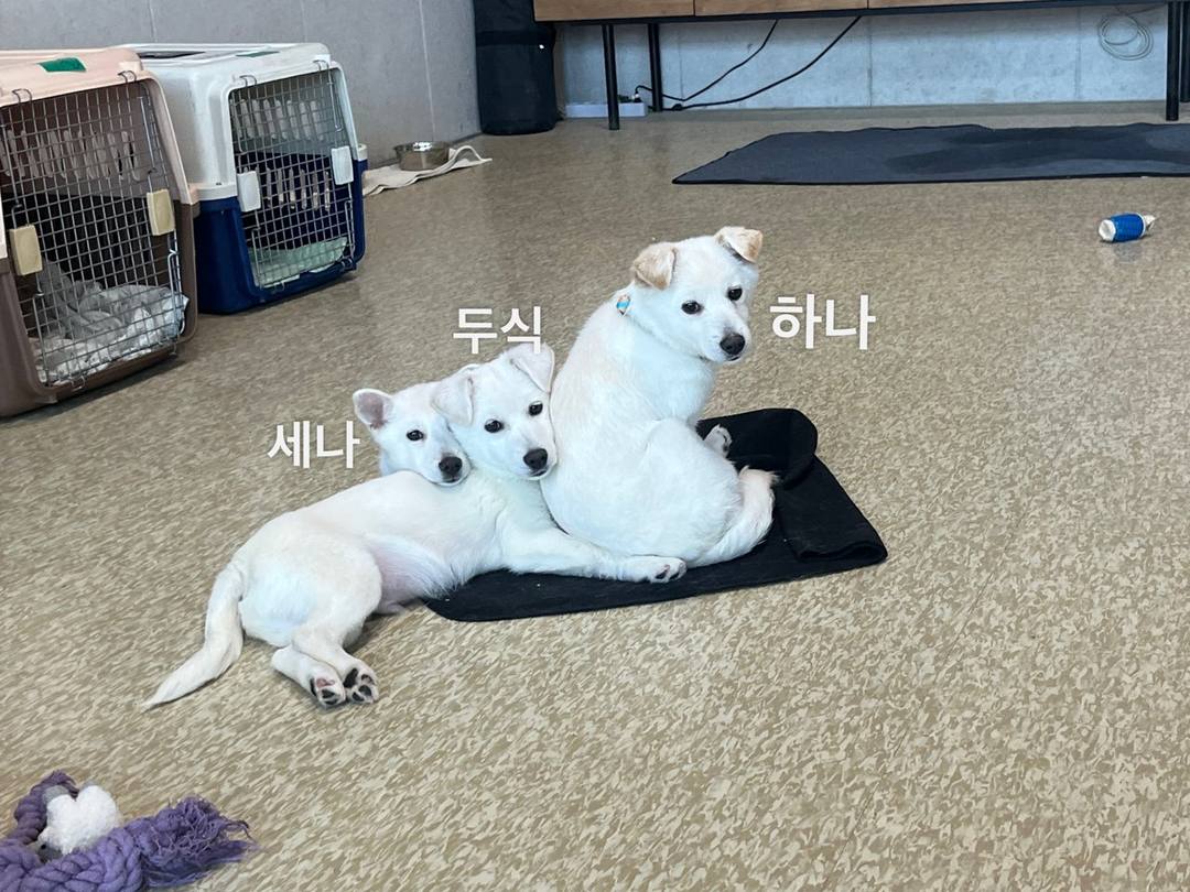 세나
