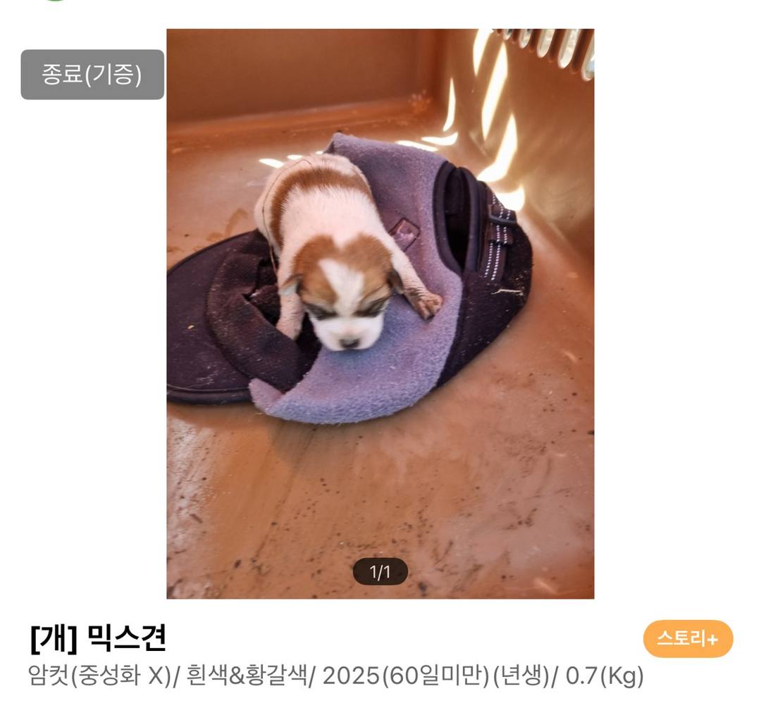 뽀삐