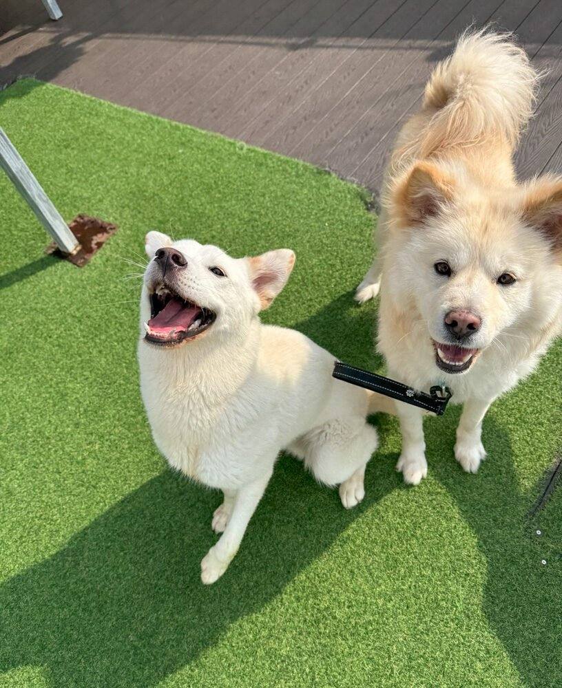 시리우스