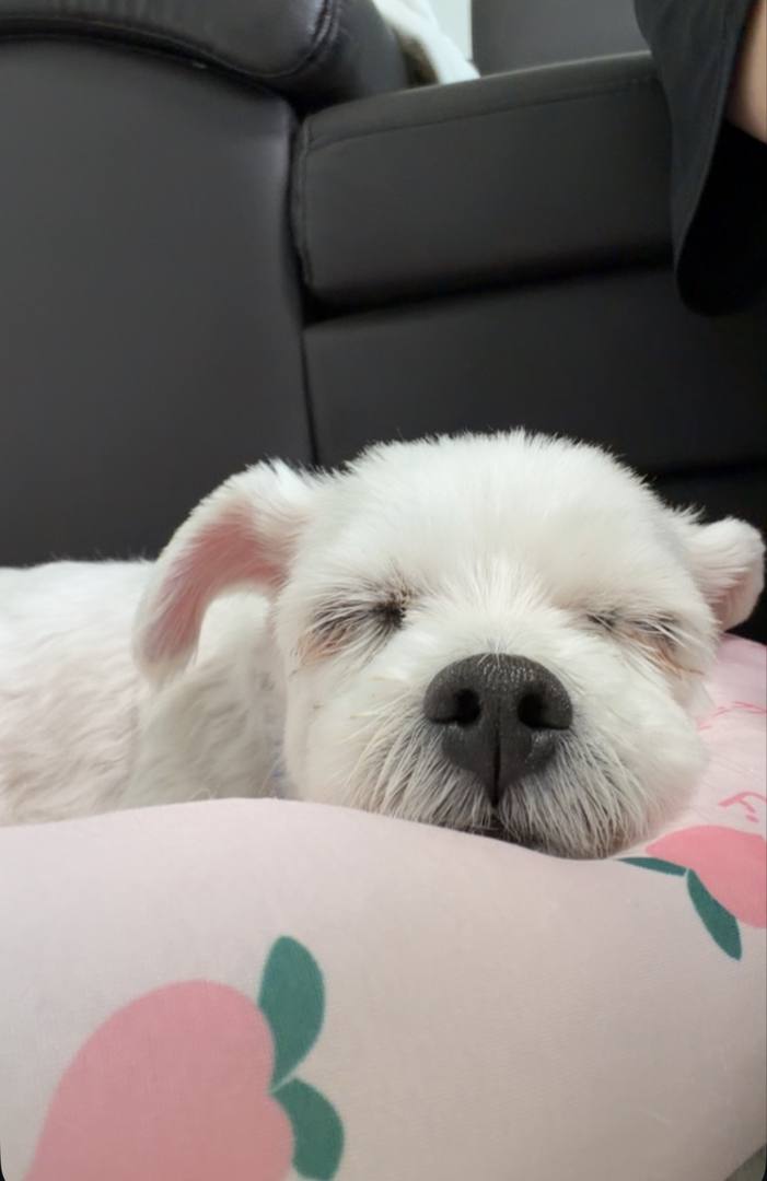 김포번식장)마리