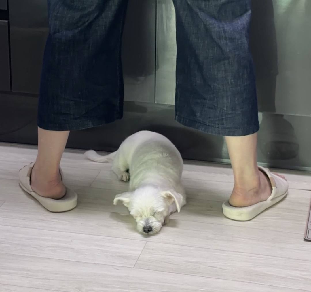 김포번식장)마리