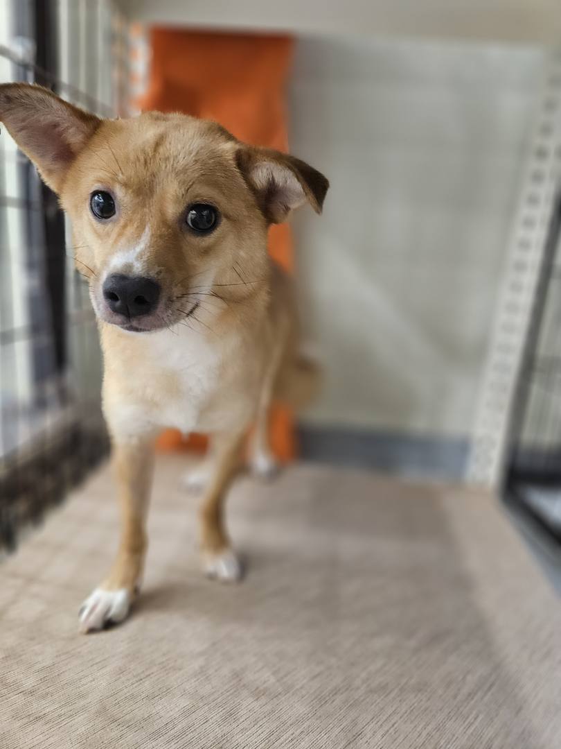 용인처인구떠돌이견)노랑