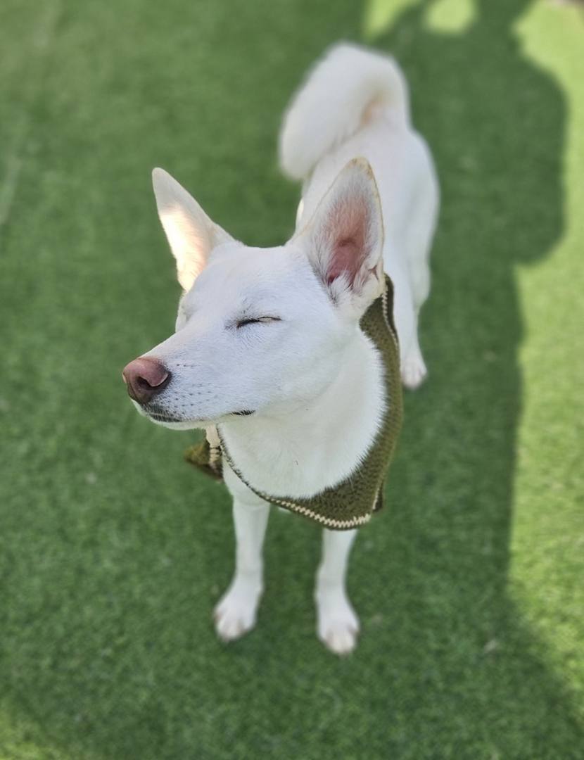 벨벳