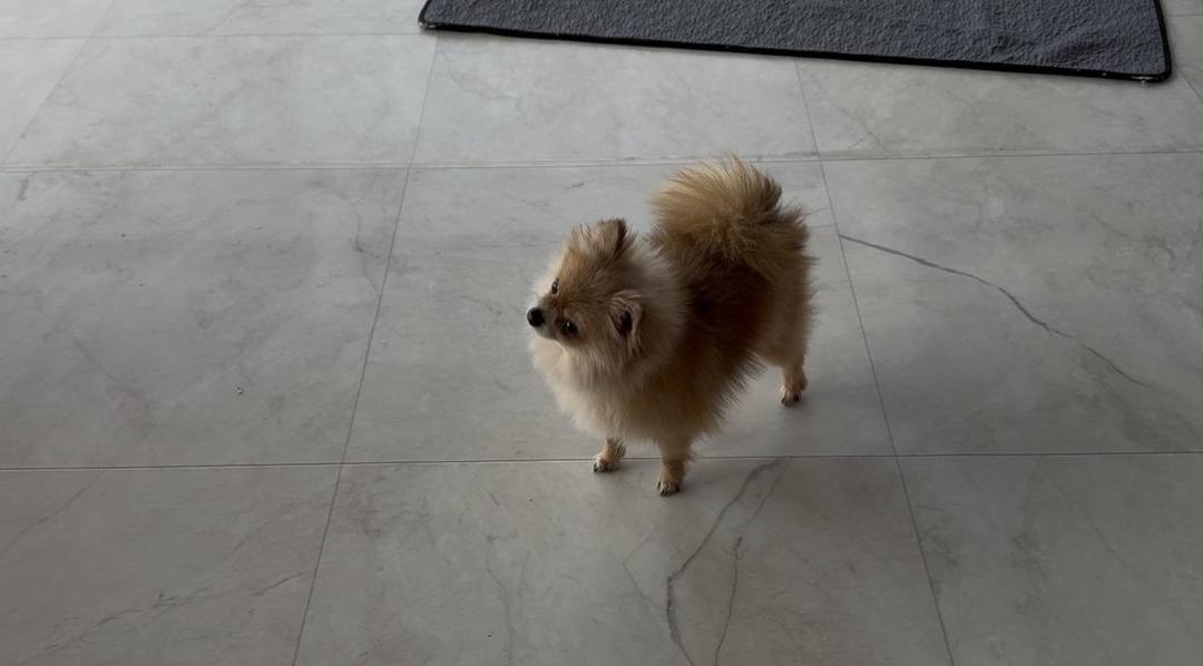 오잉