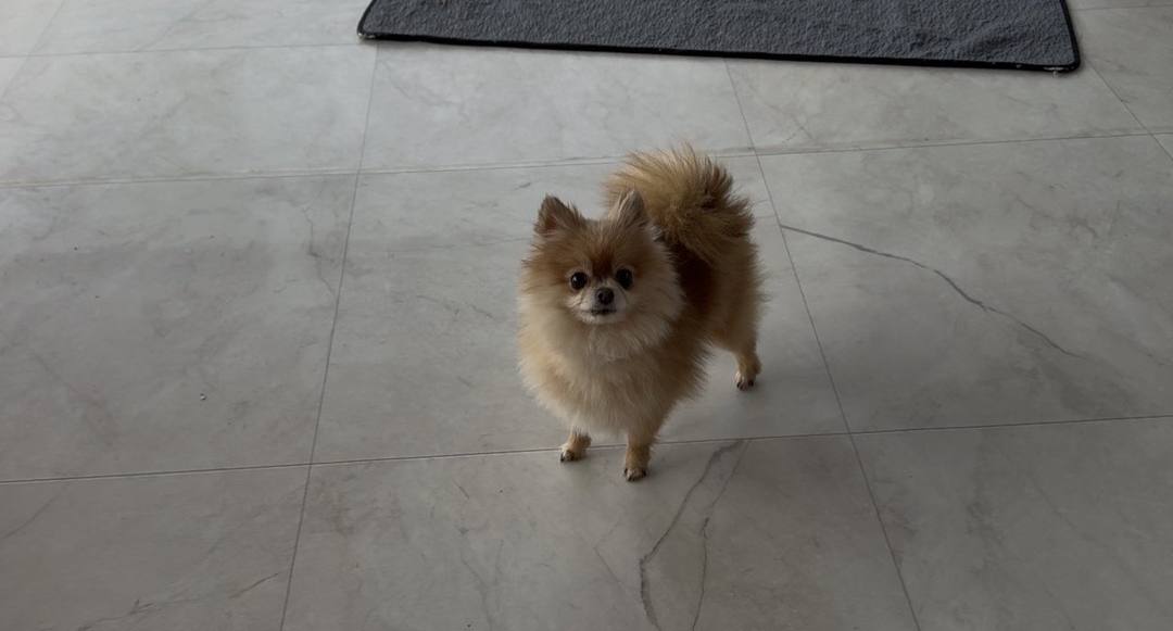 오잉