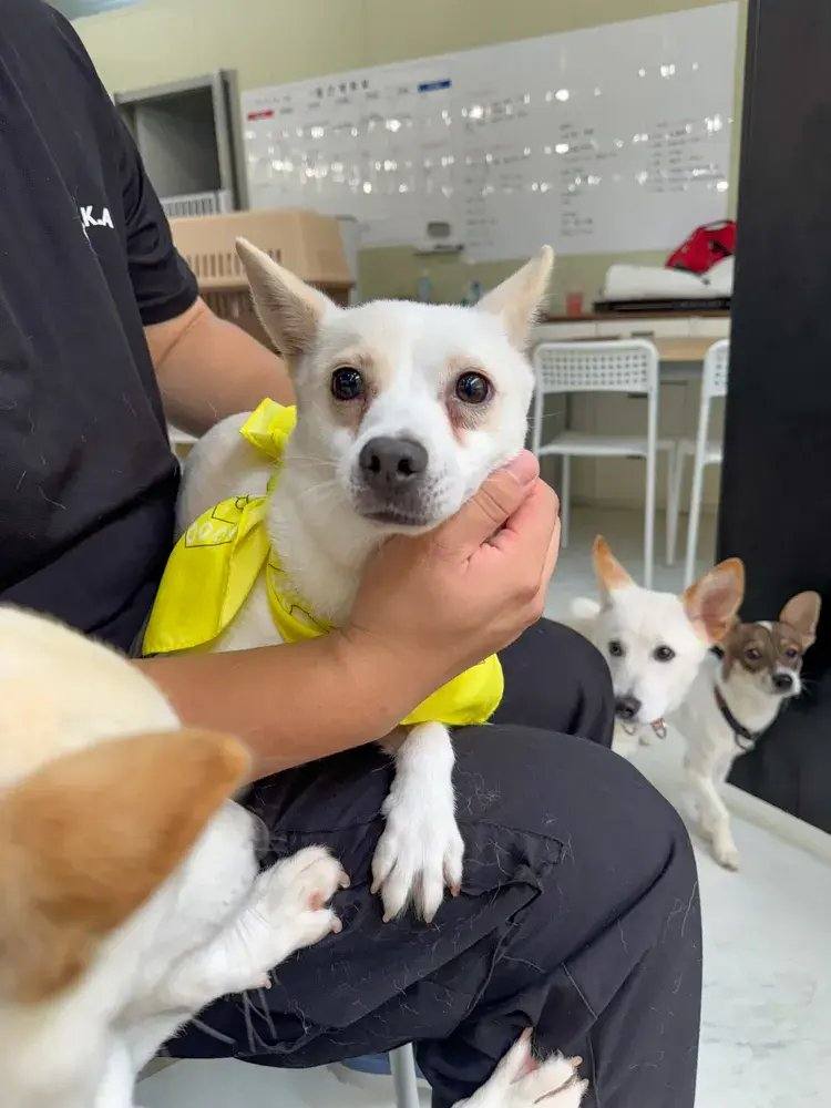 춘천시보) 쓰봉