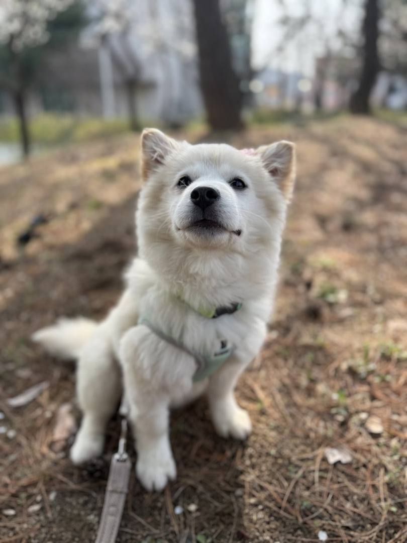 거봉이