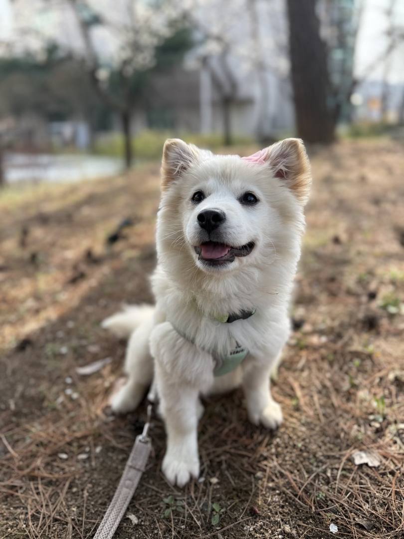 거봉이