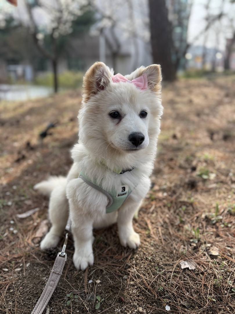 거봉이