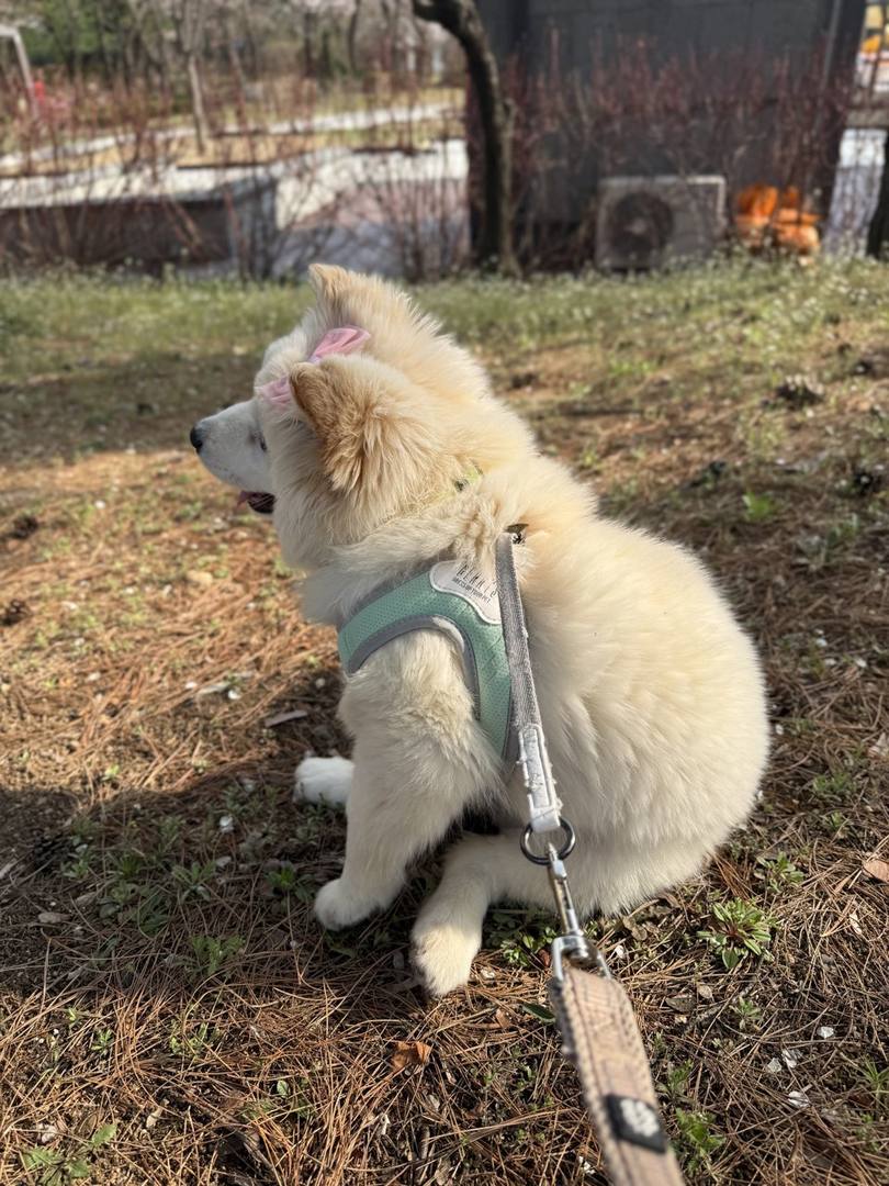 거봉이