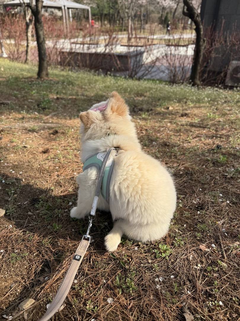 거봉이