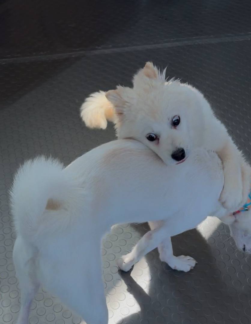거봉이