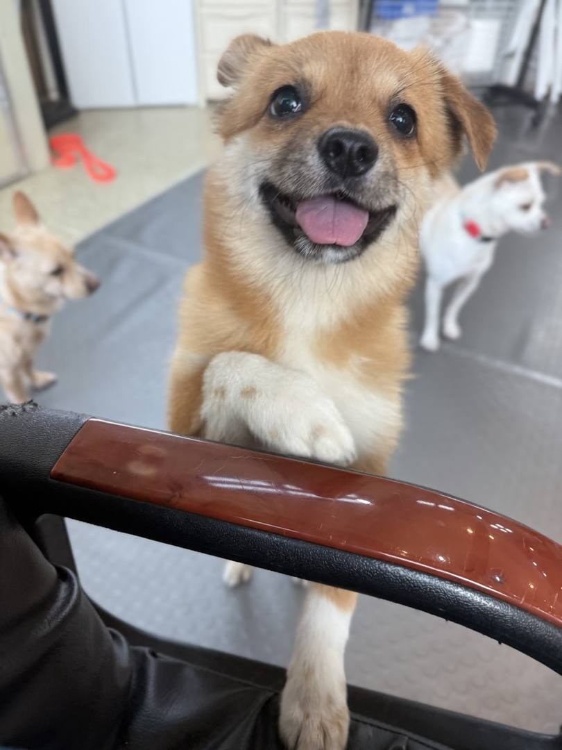 도랑이