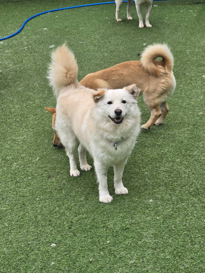 포식
