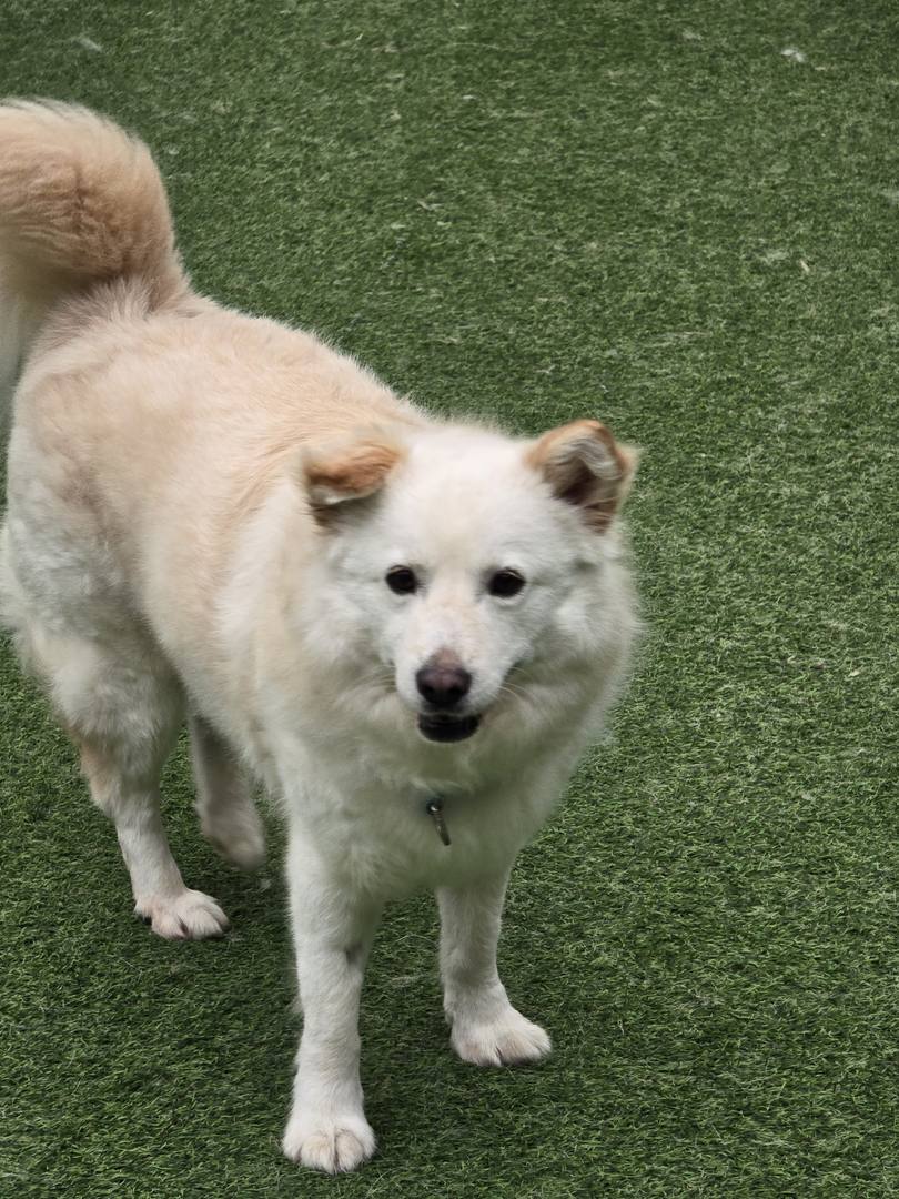 포식