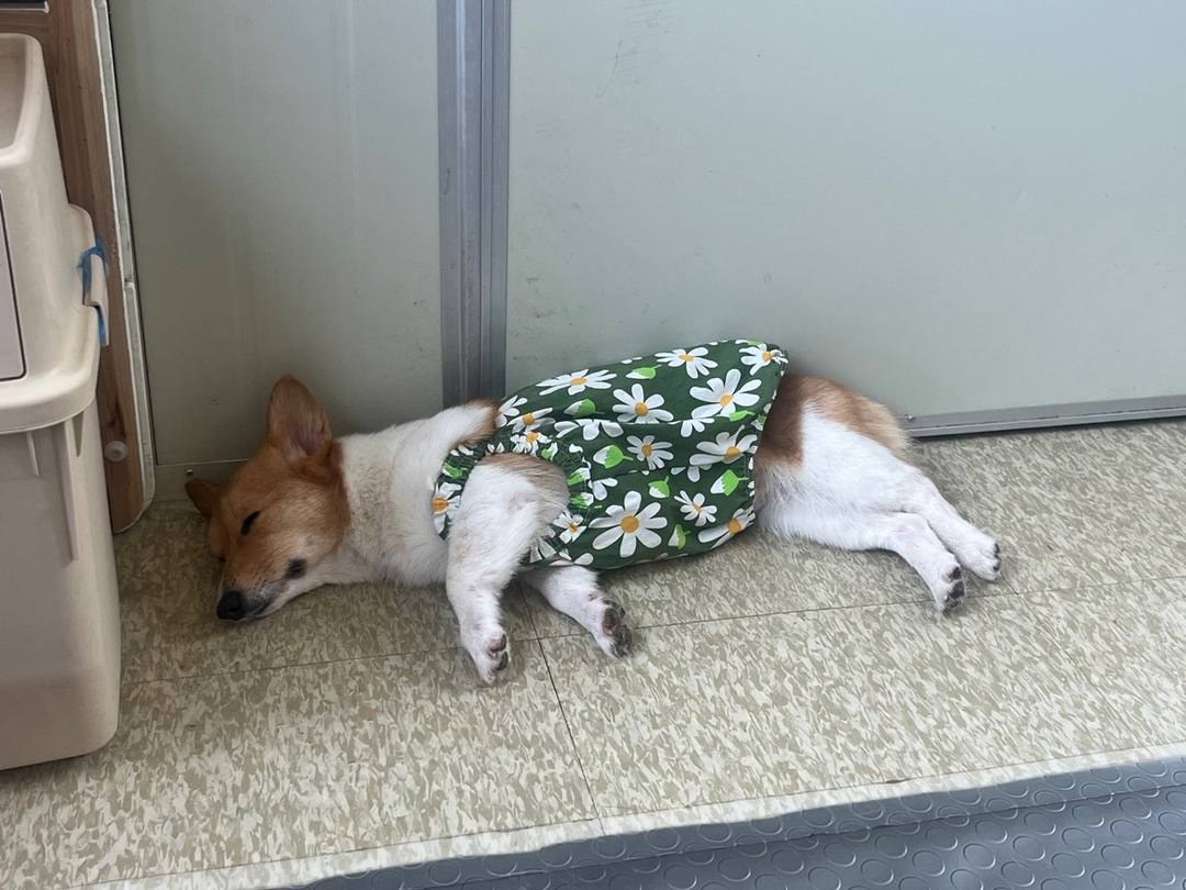 자넷