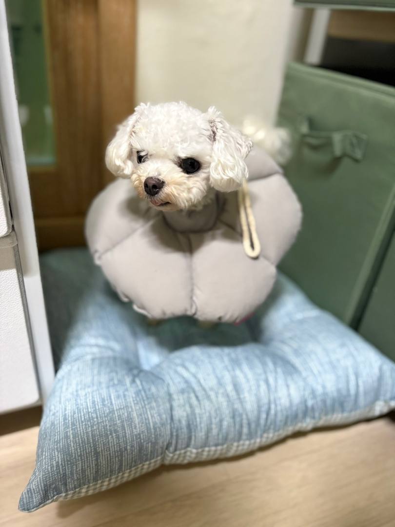 김포번식장)건이