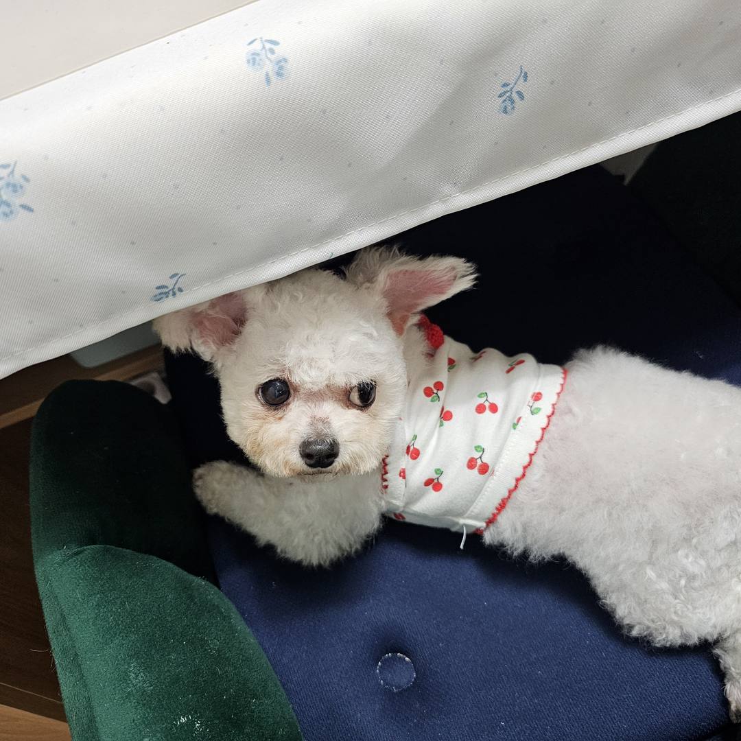 김포번식장)쥬디