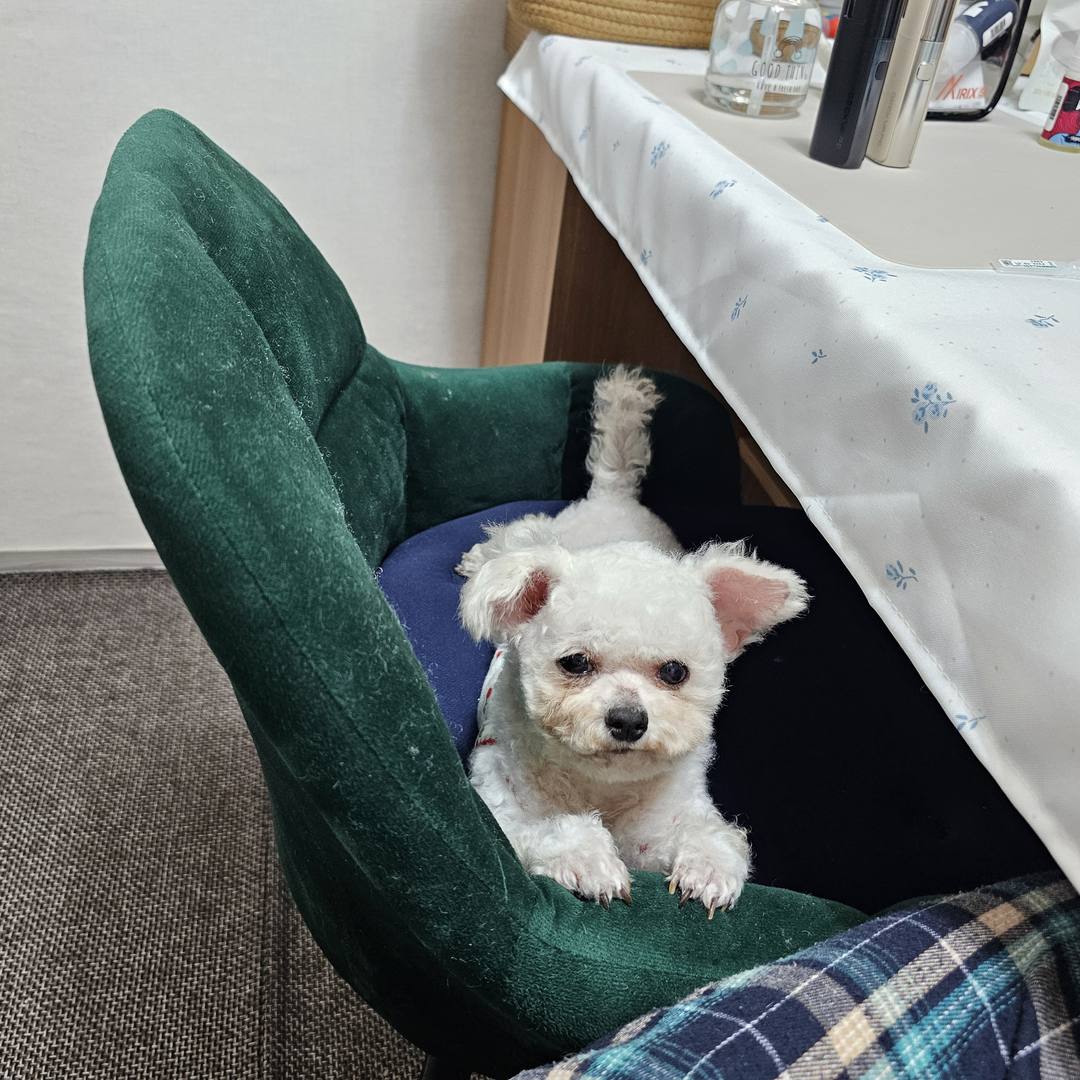 김포번식장)쥬디