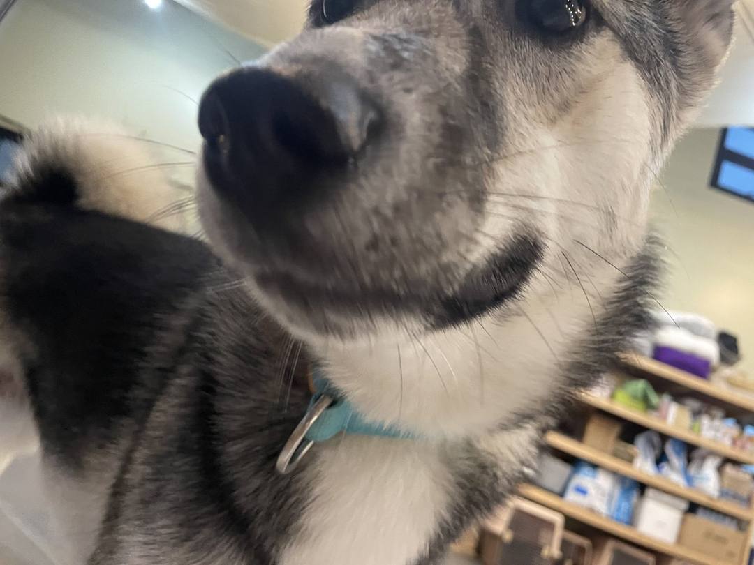 해피