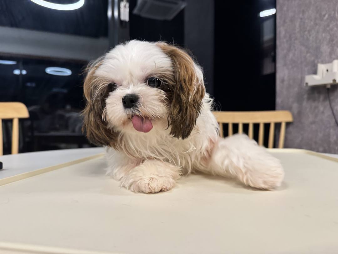 김포번식장)동백