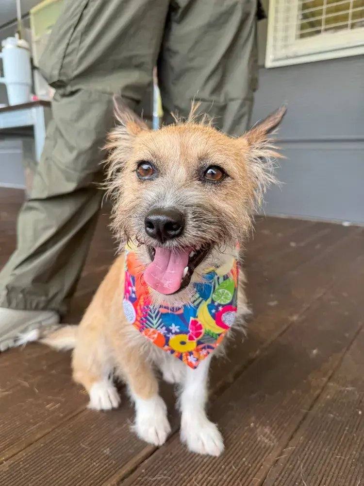 살구