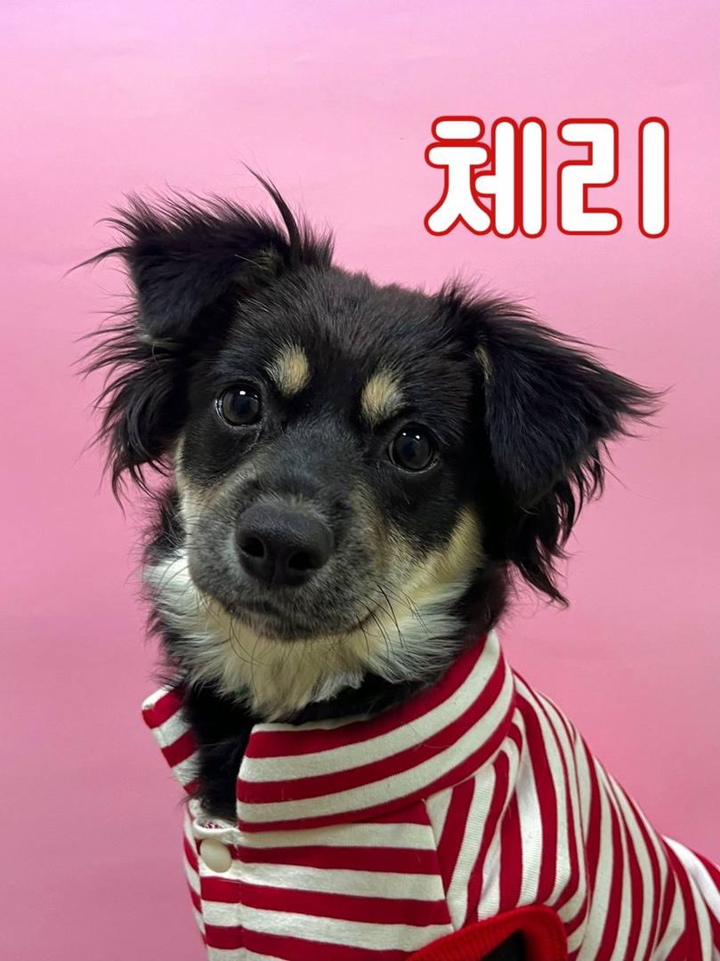 체리