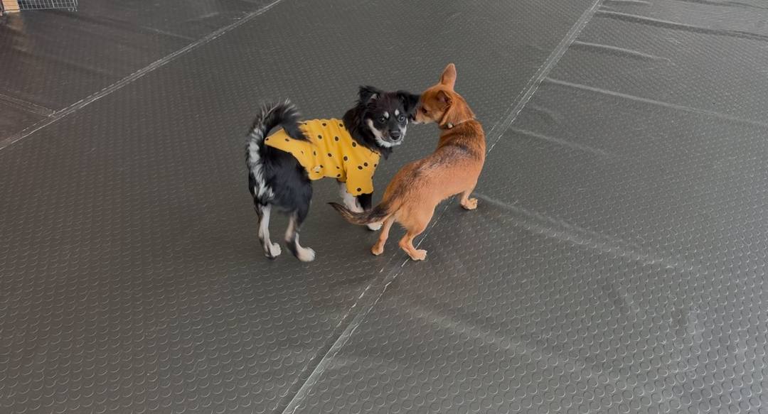체리