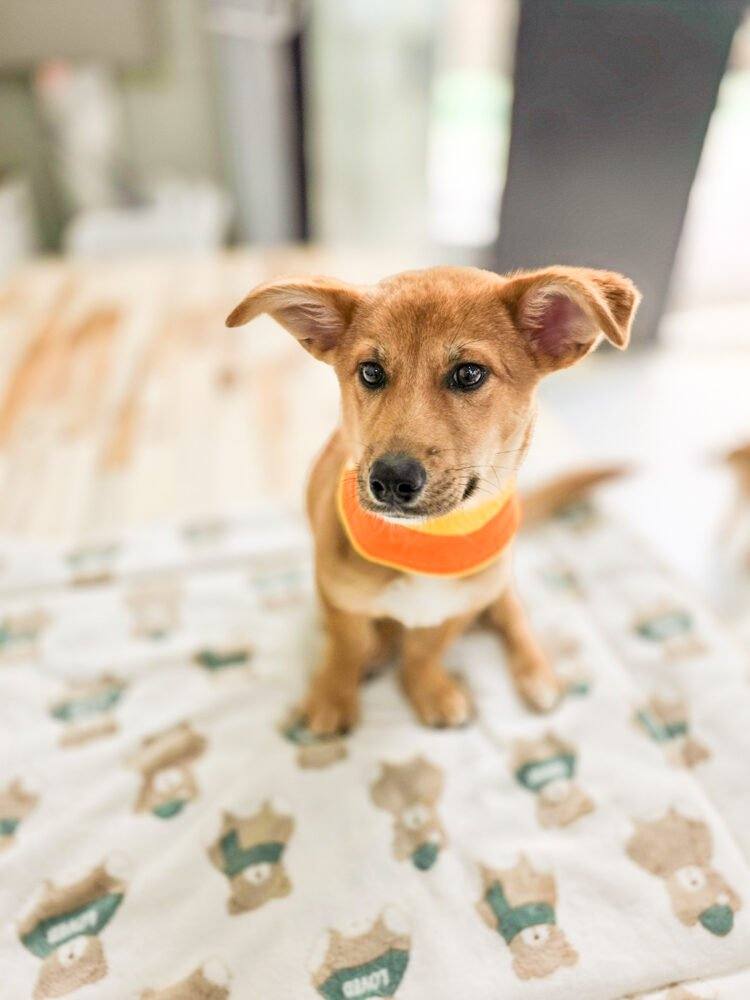 밀양) 레파