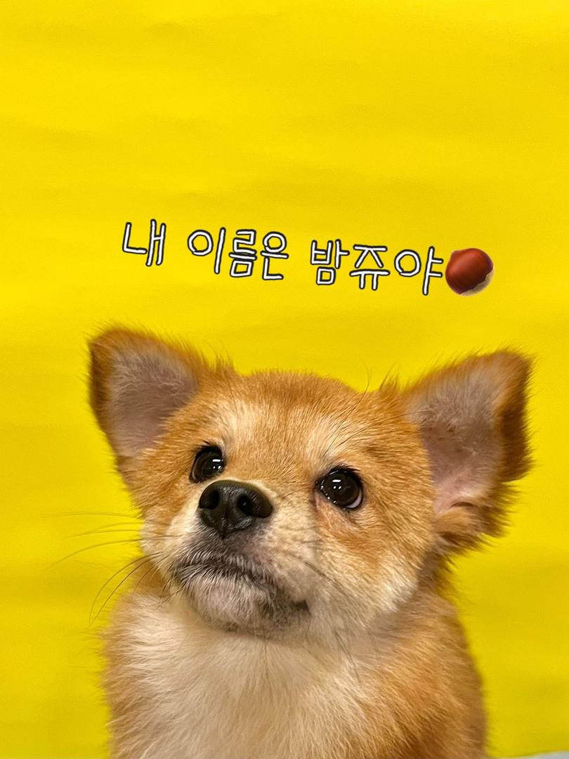 밤쥬
