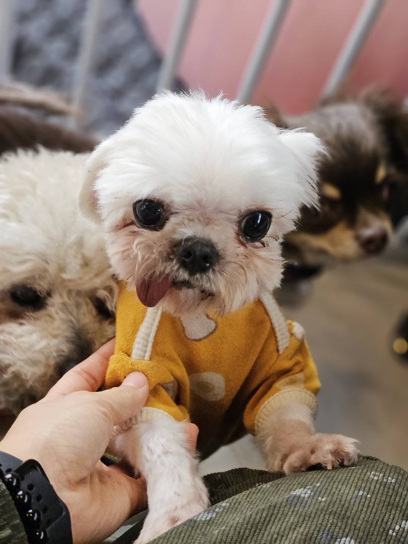 두레