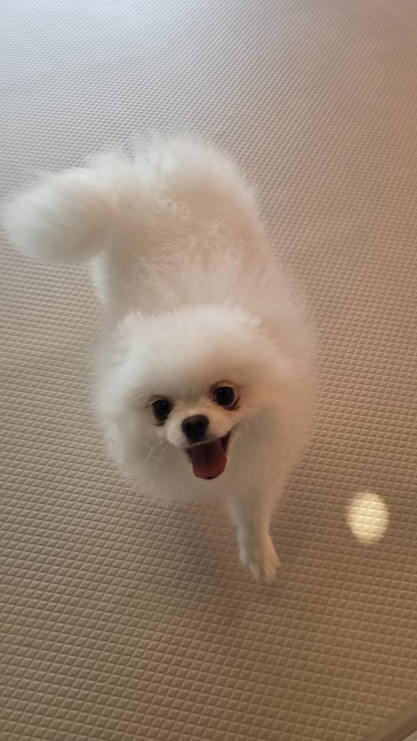 김포번식장)자스민