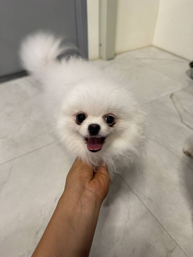 김포번식장)자스민