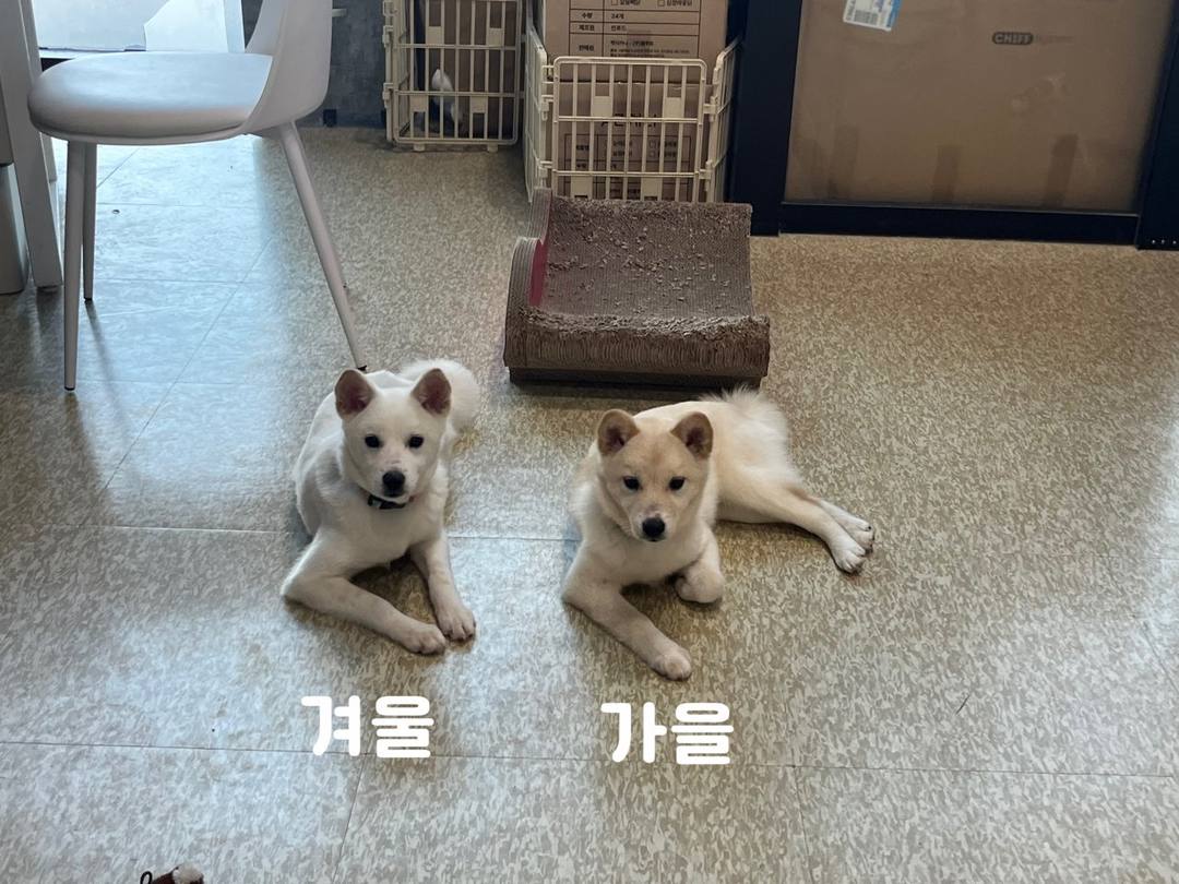 겨울