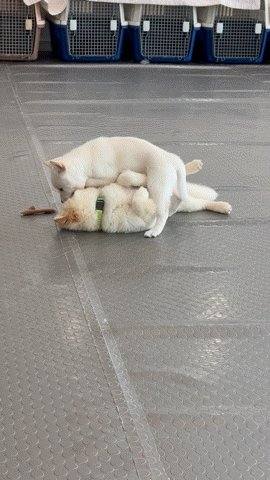 달콩이